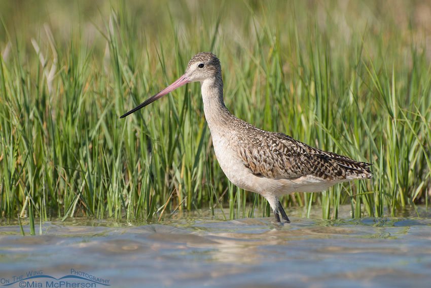 Spartina marsh Marbled Godwit, Fort De Soto County Park, Pinellas County, Florida