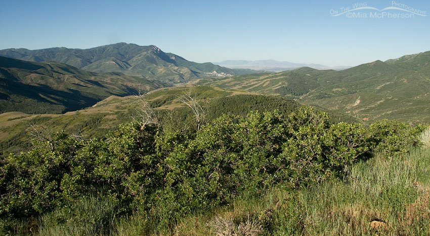 Looking southwest from the Mount Nebo Scenic Byway, Juab County or Utah County, Utah