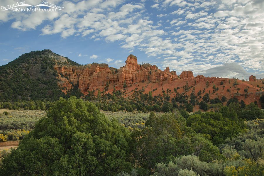 Red Canyon from a distance, Red Canyon, Dixie National Forest, Garfield County, Utah