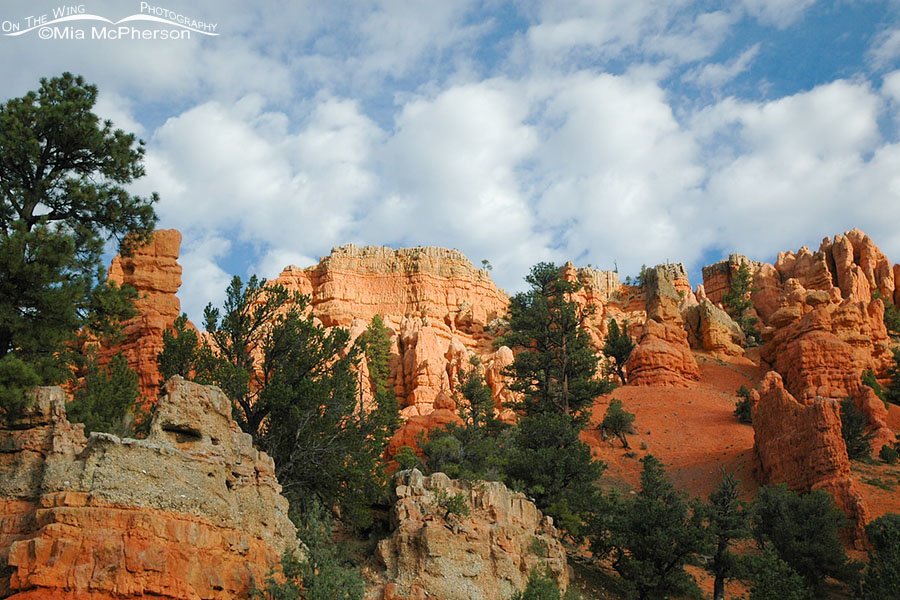 Red Canyon in late summer, Red Canyon, Dixie National Forest, Garfield County, Utah