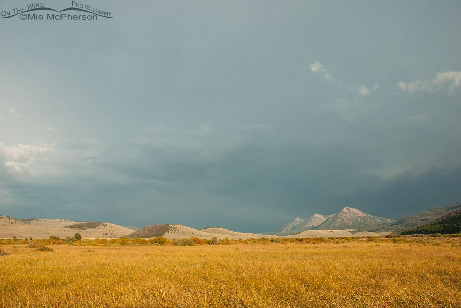 Stormy weather, mountains and golden grasses at Red Rock Lakes National Wildlife Refuge, Beaverhead County, Montana