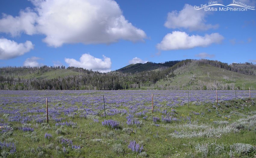 Lupines blooming in June on a mountain meadow, Centennial Valley, Beaverhead County, Montana