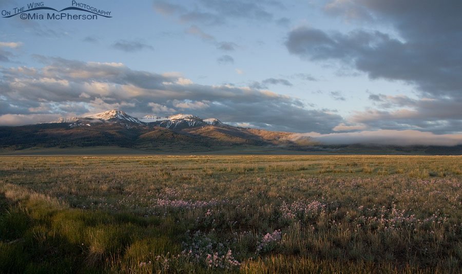 Centennial Mountain view from Red Rock Lakes National Wildlife Refuge, Centennial Valley, Beaverhead County, Montana
