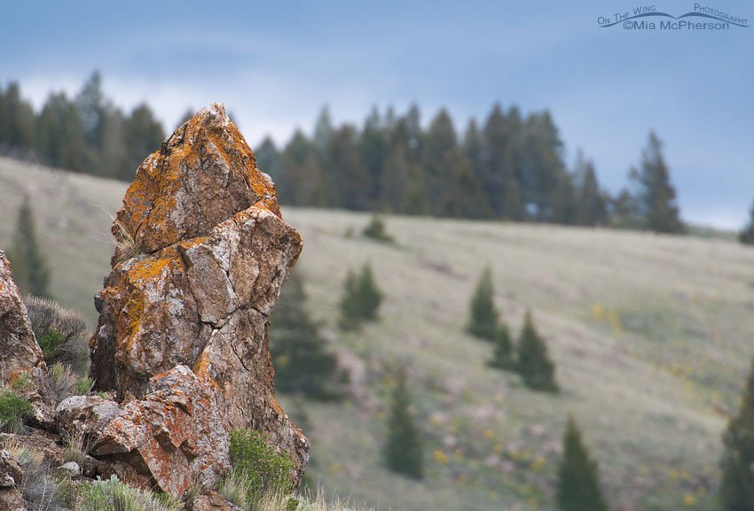Lichen covered rock in the Centennial Valley, Red Rock Lakes National Wildlife Refuge, Centennial Valley, Beaverhead County, Montana
