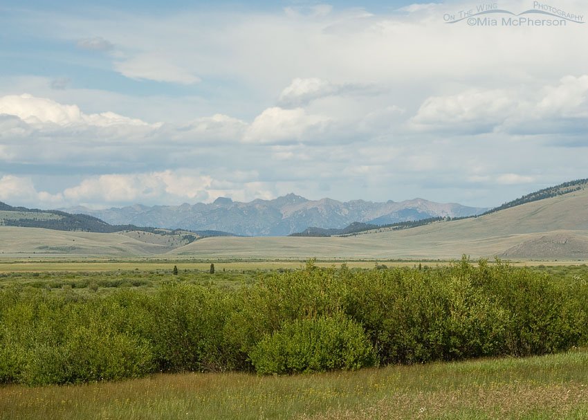 Summer scape of Red Rock Lakes National Wildlife Refuge, Centennial Valley, Beaverhead County, Montana