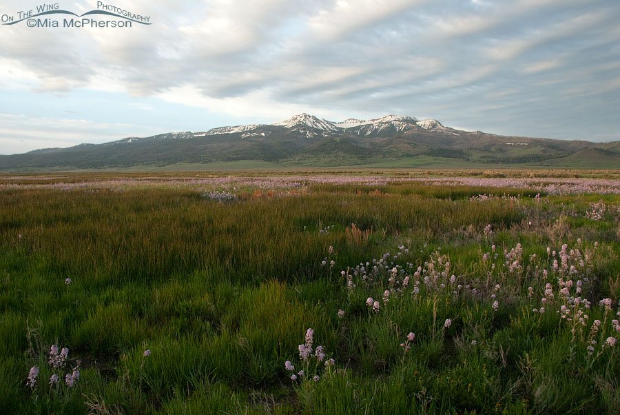 Wildflowers, clouds and Mt. Baldy, Red Rock Lakes National Wildlife Refuge, Centennial Valley, Beaverhead County, Montana