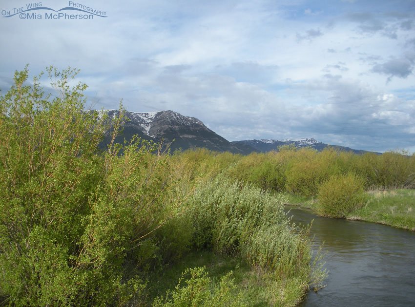 Different view of Red Rock Creek, Red Rock Lakes National Wildlife Refuge, Centennial Valley, Beaverhead County, Montana
