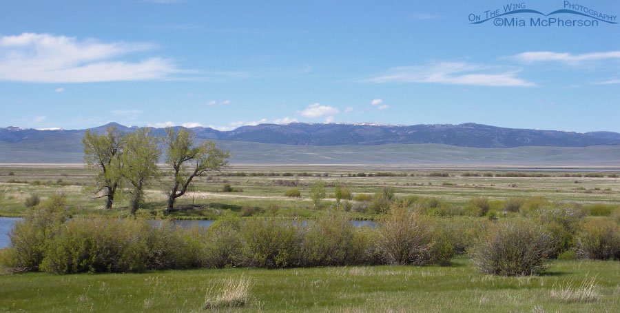 Shambo Pond at Red Rock Lakes NWR, Red Rock Lakes National Wildlife Refuge, Centennial Valley, Beaverhead County, Montana