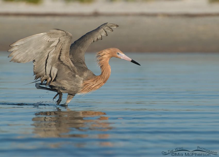 Week later… oil is still visible on the Reddish Egret, Fort De Soto County Park, Pinellas County, Florida