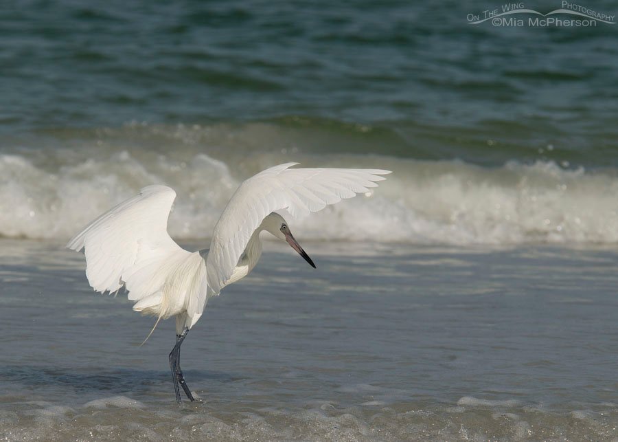 White morph Reddish Egret under its own "umbrella", Fort De Soto County Park, Pinellas County, Florida