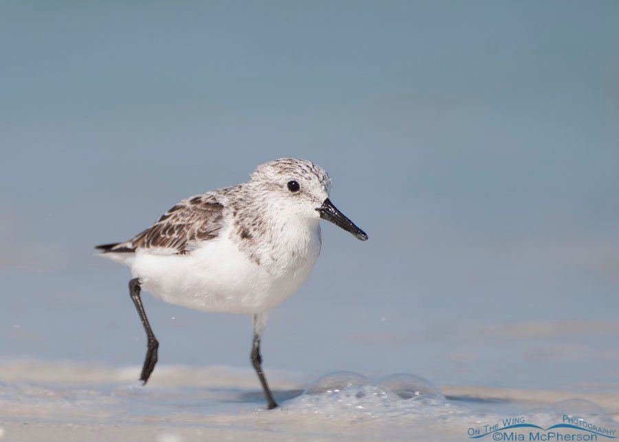 Sanderling racing the waves at Fort De Soto County Park, Pinellas County, Florida
