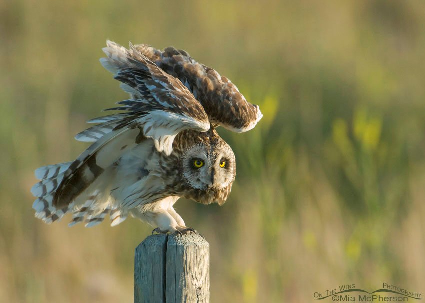 Side lit Short-eared Owl wing lift, Glacier County, Montana