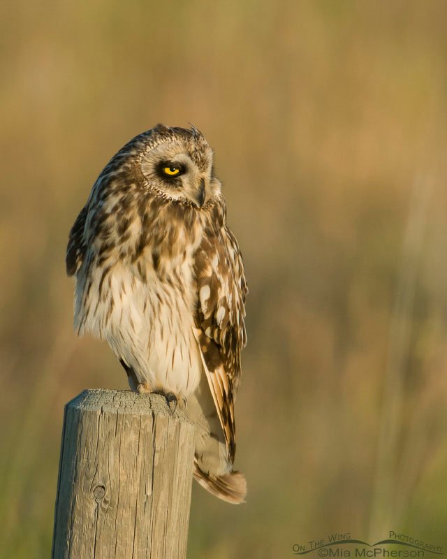 Relaxed Short-eared Owl, Glacier County, Montana