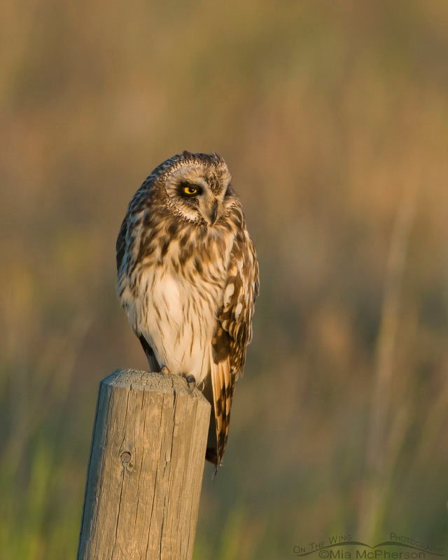 Short-eared Owl in the golden light of sunset, Glacier County, Montana
