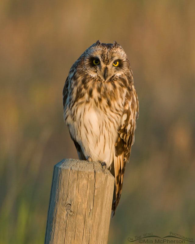 Short-eared Owl perched on a leaning post in Glacier County, Montana