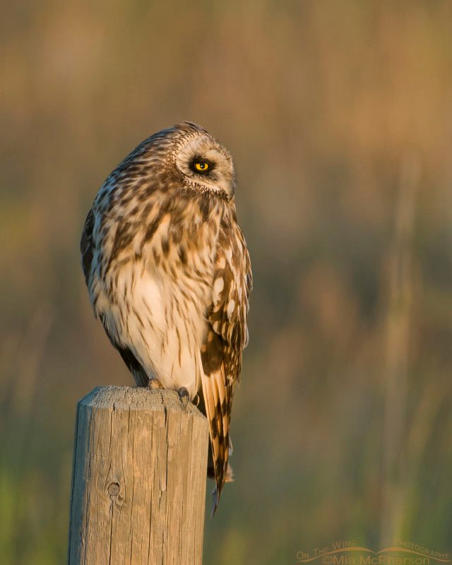 Short-eared Owl perched on a post close to sunset, Glacier County, Montana