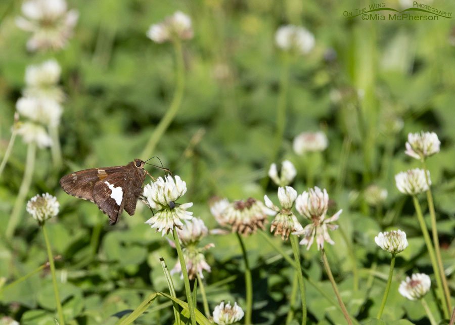 Silver-spotted Skipper nectaring on White Clover, Sequoyah National Wildlife Refuge, Oklahoma