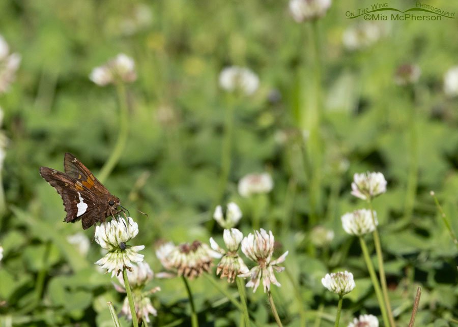 Silver-spotted Skipper butterfly feeding at Sequoyah National Wildlife Refuge, Oklahoma