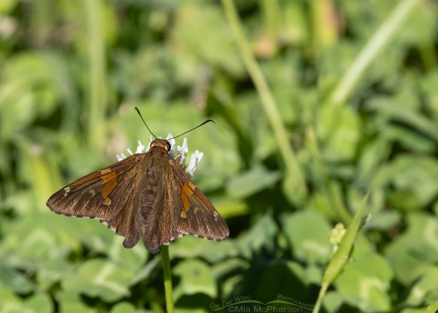 Silver-spotted Skipper up close at Reeve's Slough, Sequoyah National Wildlife Refuge, Oklahoma