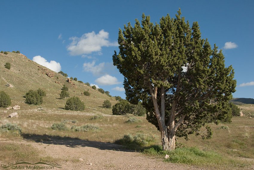 View above the Simpson Springs campground, Simpson Springs, West Desert, Tooele County, Utah