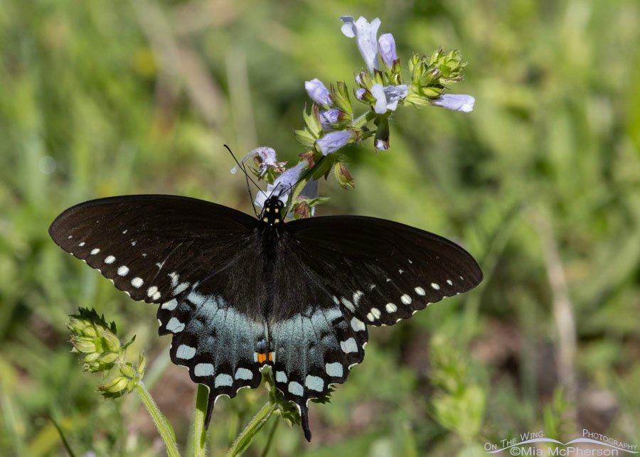 Spicebush Swallowtail butterfly nectaring on Lyreleaf Sage, Sequoyah National Wildlife Refuge, Oklahoma