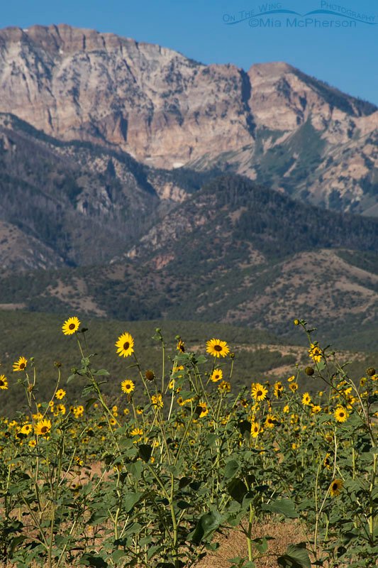Mountains, Canyons and Sunflowers, Stansbury Mountains, West Desert, Tooele County, Utah