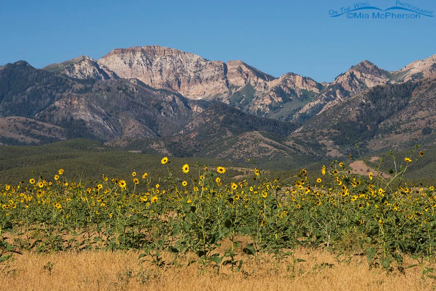 Stansbury Mountains and wild sunflowers, West Desert, Tooele County, Utah