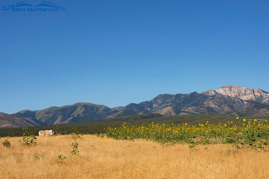 Sunflowers blooming in front of the Stansbury Mountains, West Desert, Tooele County, Utah