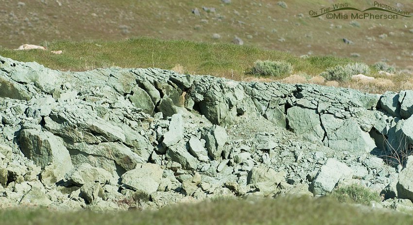 Green Volcanic Tuff seen in the Simpson Springs area, West Desert, Tooele County, Utah