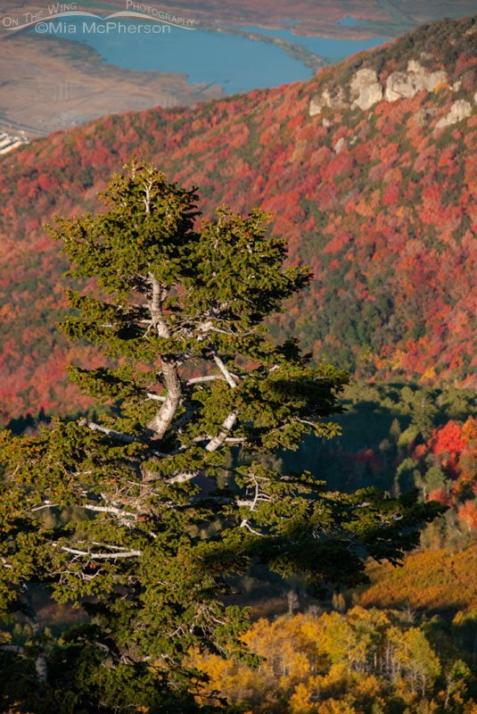 Fall colors and the Wasatch Mountains, Wasatch National Forest, Skyline Drive, Davis County, Utah