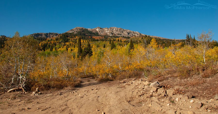 Fall colors and Bountiful Peak, Wasatch Mountains, Wasatch National Forest, Skyline Drive, Davis County, Utah