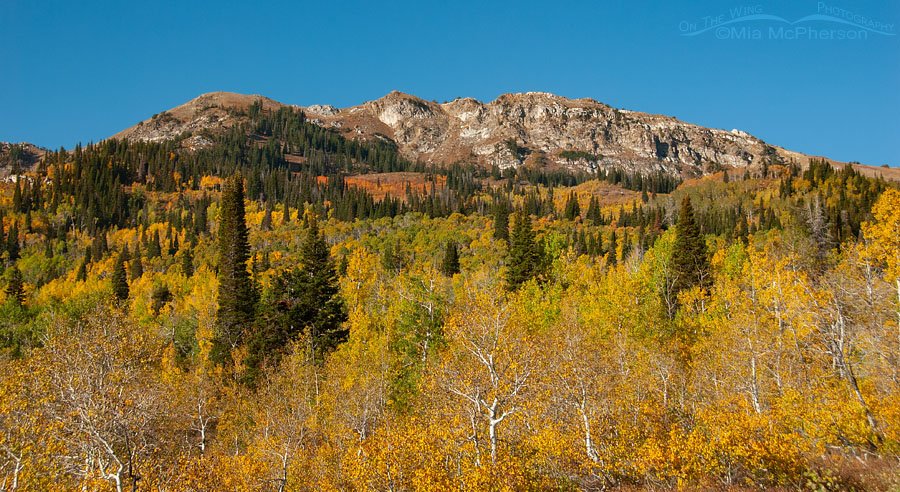 Bountiful Peak in autumn, Wasatch Mountains, Wasatch National Forest, Skyline Drive, Davis County, Utah