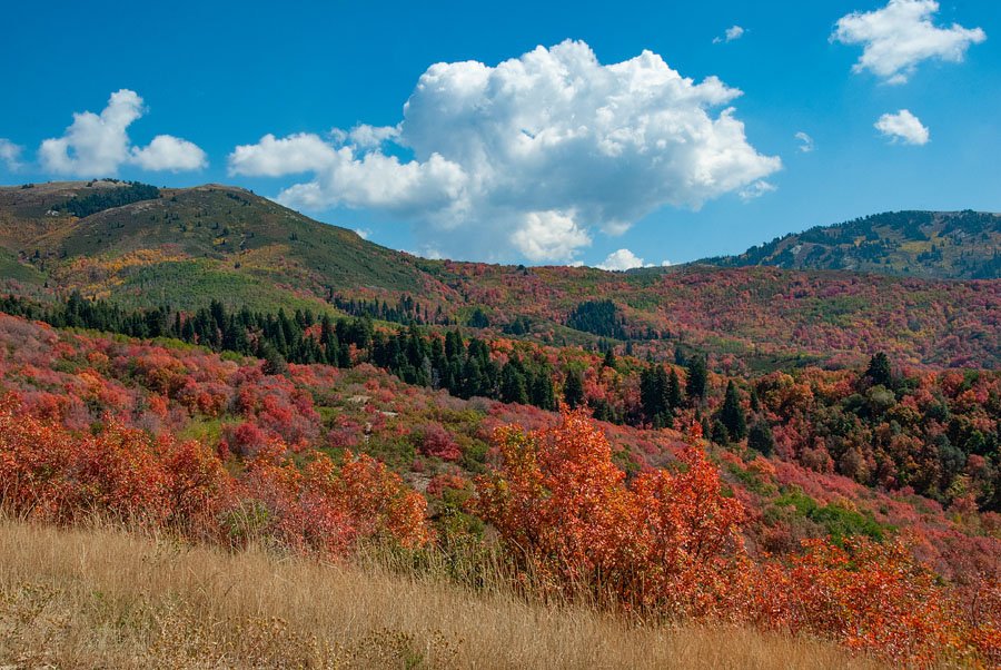 Fall colors in the Wasatch Mountain range, Wasatch Mountains, Wasatch National Forest, Skyline Drive, Davis County, Utah