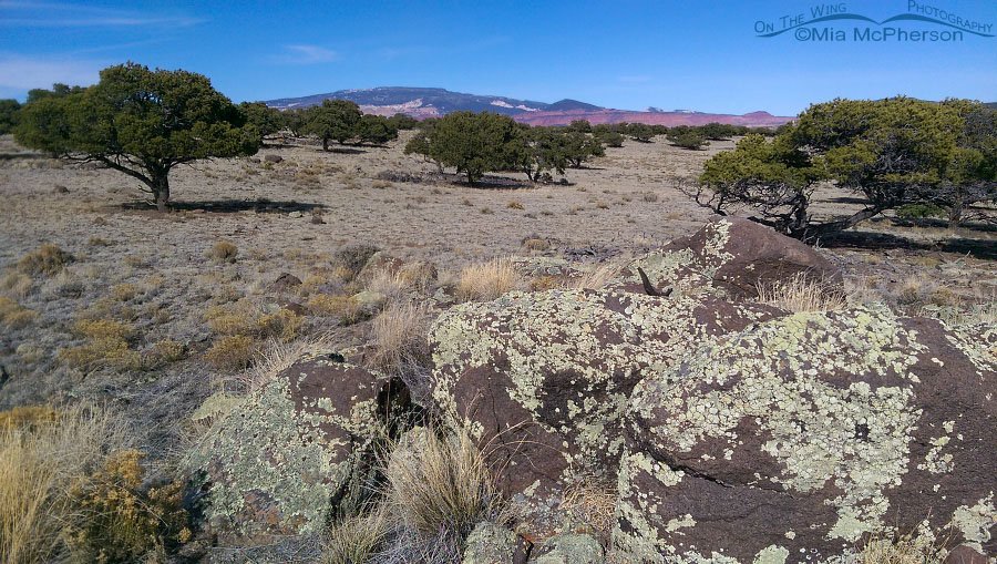Wayne County campsite, day 2, Wayne County, Utah