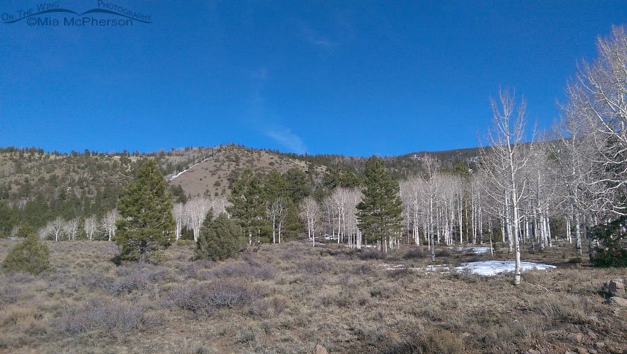 Aspens, Ponderosa Pines, blue sky and snow, Wayne County, Utah