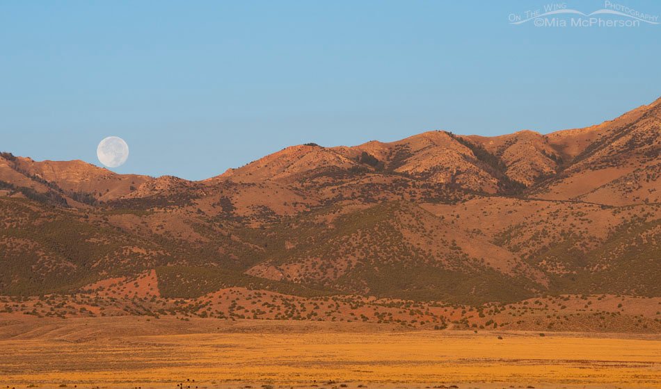 Moon setting over the Stansbury Mountains at sunrise, West Desert, Tooele County, Utah
