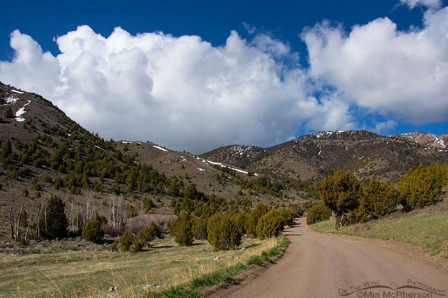Winding road in the West Desert mountains of Utah, Stansbury Mountains, Tooele County, Utah