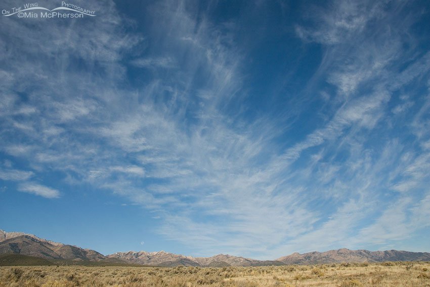 Willow Canyons of the West Desert, Tooele County, Utah
