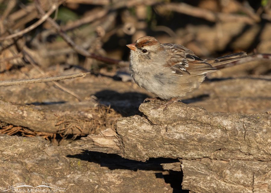 Immature White-crowned Sparrow molting in Oklahoma, Sequoyah National Wildlife Refuge
