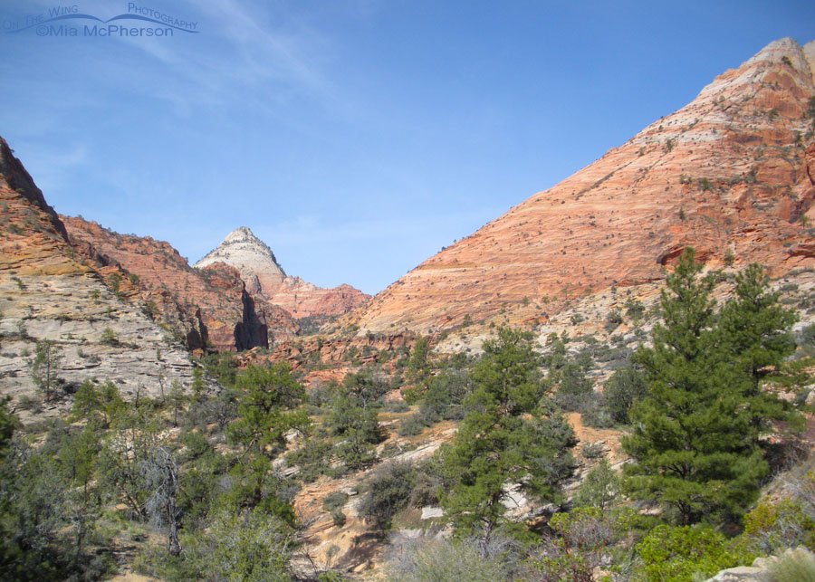 Zion National Park in spring, Utah
