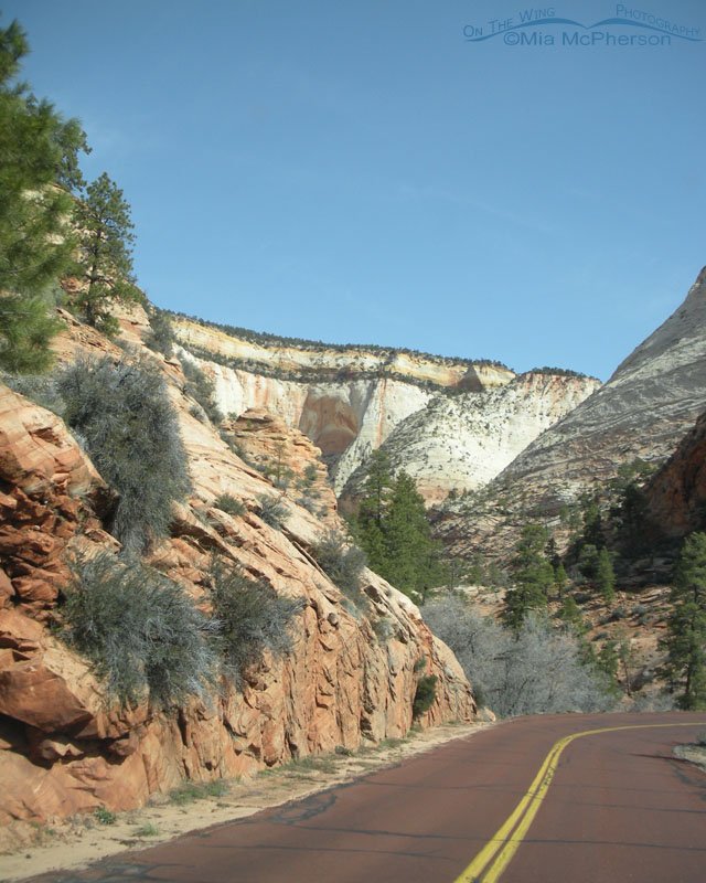 Spring view of Zion National Park from the road, Utah