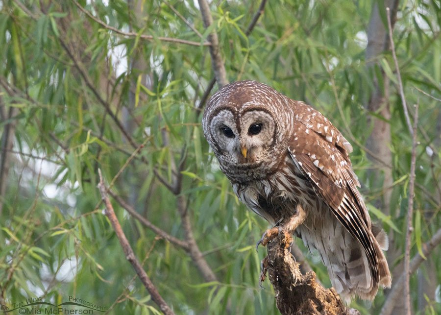 Adult Barred Owl looking for prey at Miner's Cove, Sequoyah National Wildlife Refuge, Oklahoma