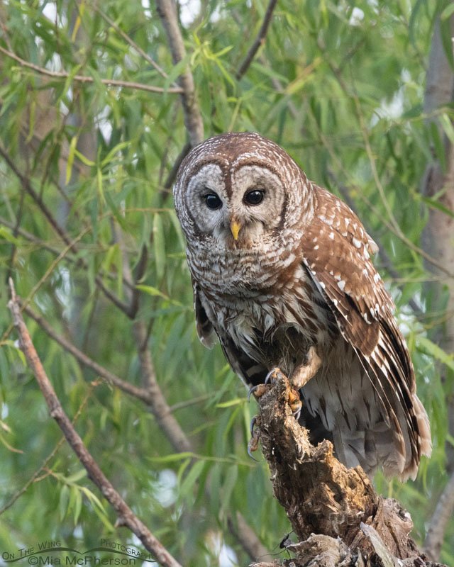 Barred Owl adult looking for breakfast at Sequoyah National Wildlife Refuge, Oklahoma