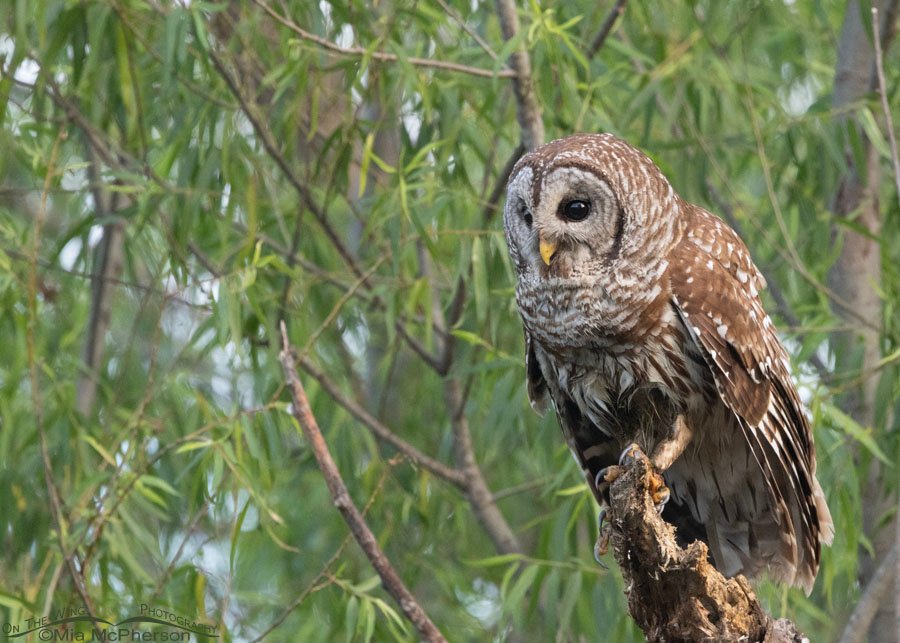 Adult Barred Owl scanning for crayfish in Miner's Cove, Sequoyah National Wildlife Refuge, Oklahoma
