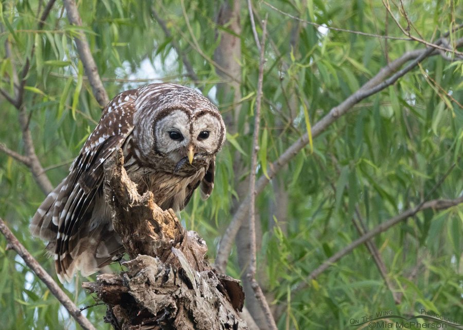 Barred Owl adult with a crayfish at Miner's Cove, Sequoyah National Wildlife Refuge, Oklahoma