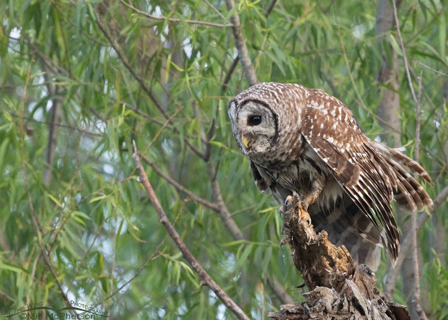 Adult Barred Owl drying their wings at Sequoyah National Wildlife Refuge, Oklahoma