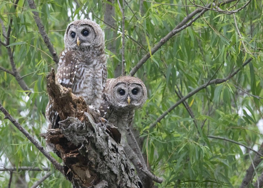 Barred Owl chicks waiting to be fed at Miner's Cove, Sequoyah National Wildlife Refuge, Oklahoma