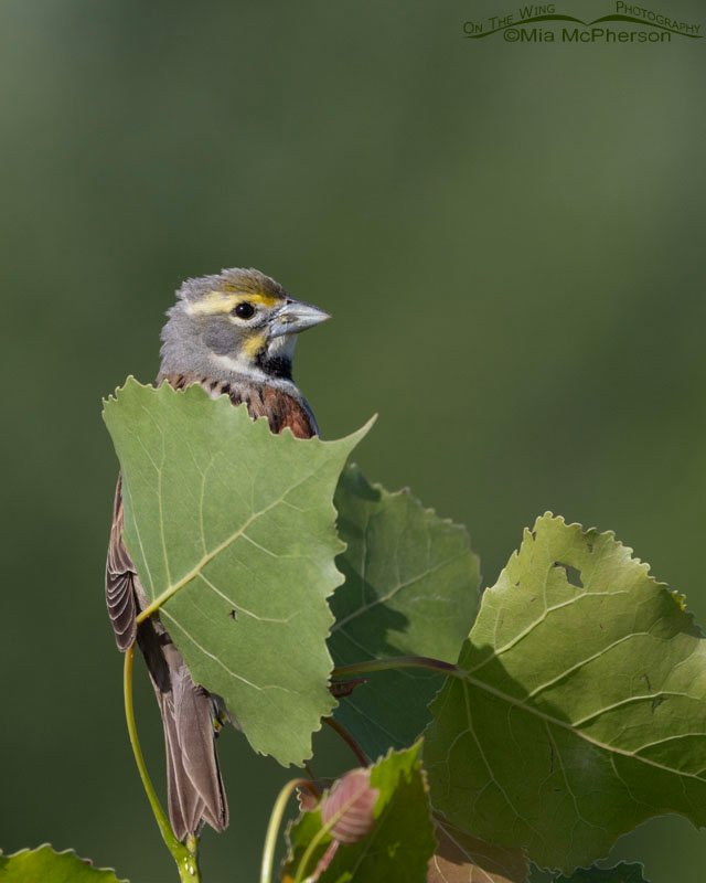 Male Dickcissel on a windy morning at Sequoyah National Wildlife Refuge, Oklahoma