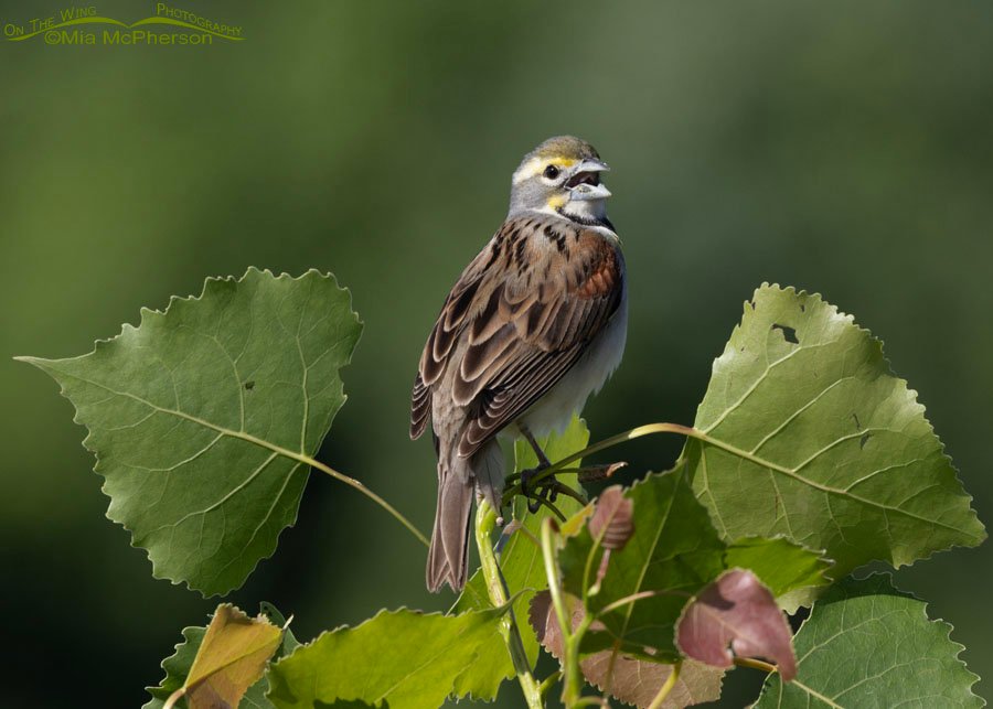 Singing Dickcissel on a cottonwood sapling, Sequoyah National Wildlife Refuge, Oklahoma