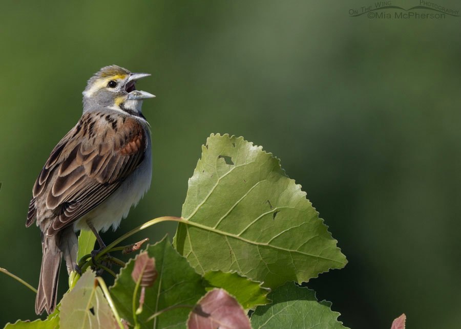 Dickcissel Images